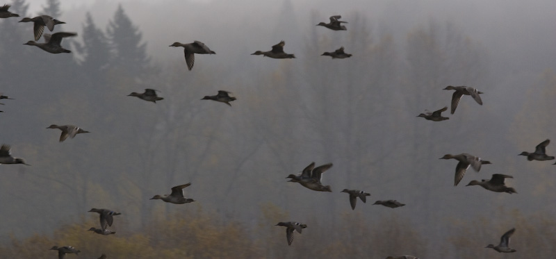 Northern Pinails In Flight